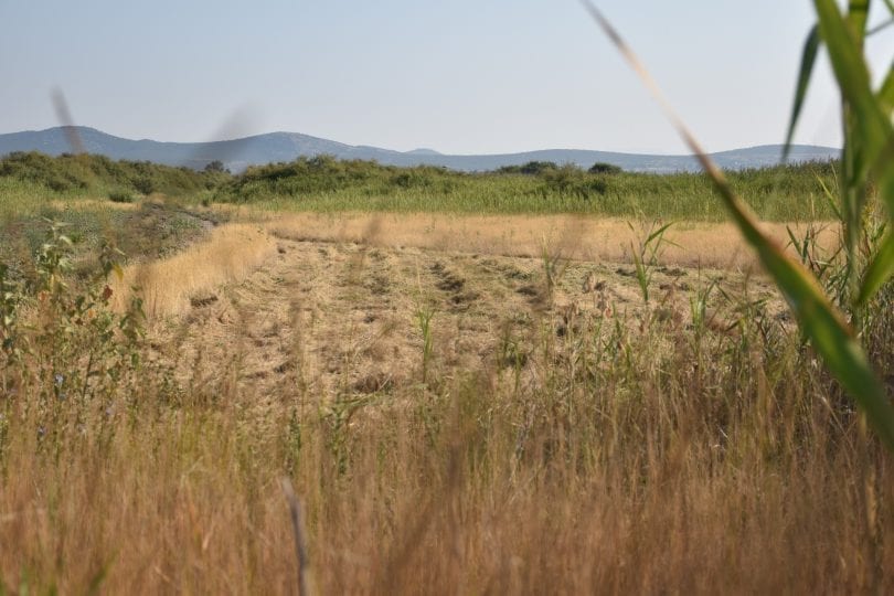 Vransko jezero, Biom