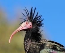 Copyright Waldrappteam | LIFE Northern Bald Ibis title=