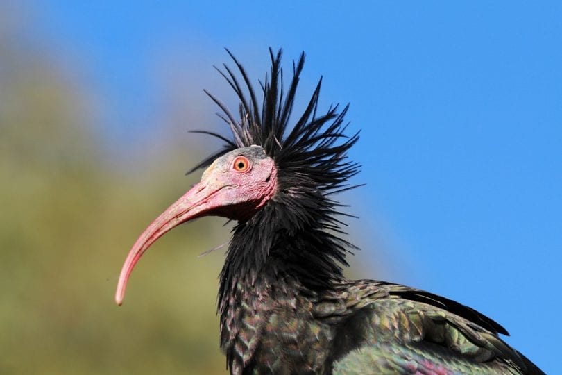 Copyright Waldrappteam | LIFE Northern Bald Ibis