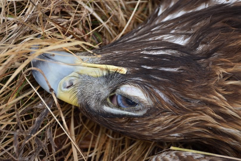 Otrovani suri orao (foto: Boleslaw Slocinski, Biom)