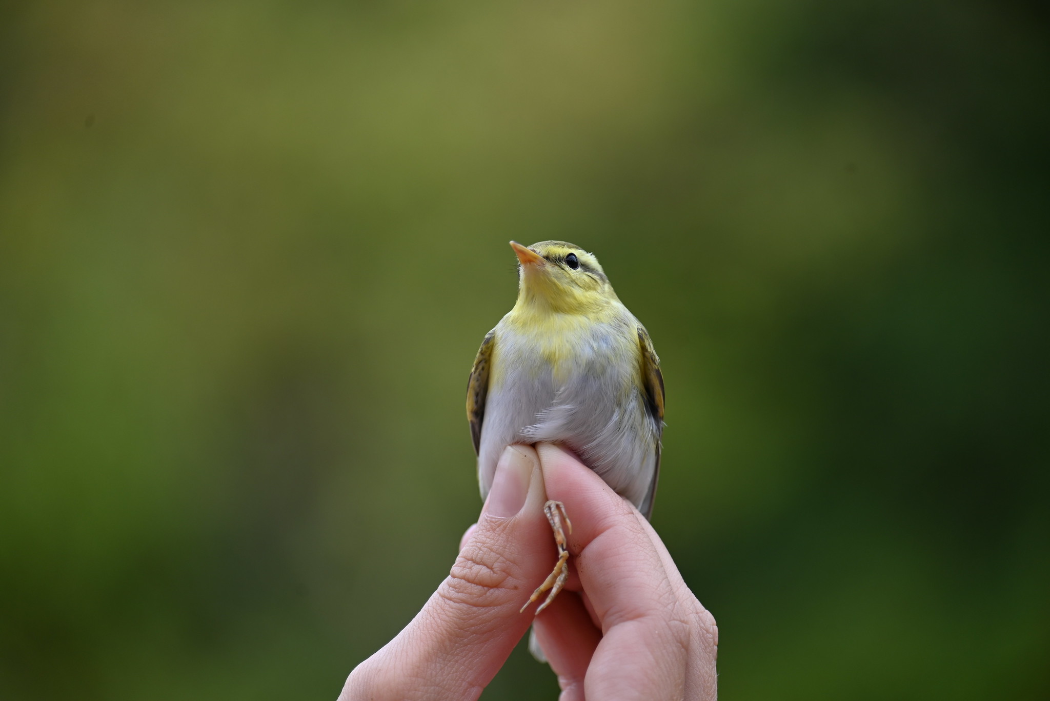 Results of the Učka Ornithological Ringing Camp 2023 – Biom