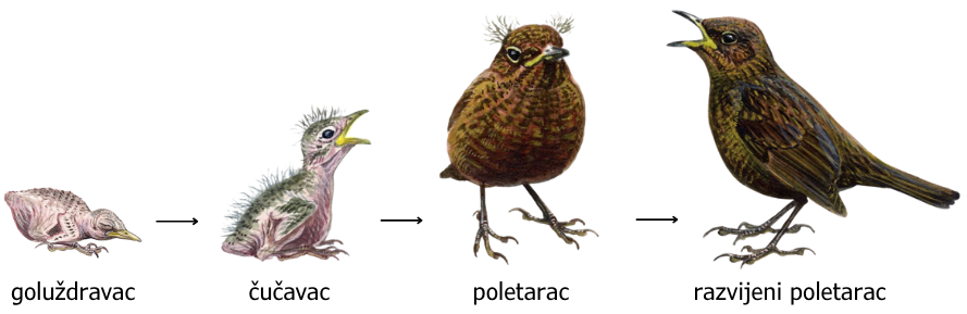 razvoj ptića kosa, Mike Langman, RSPB Images