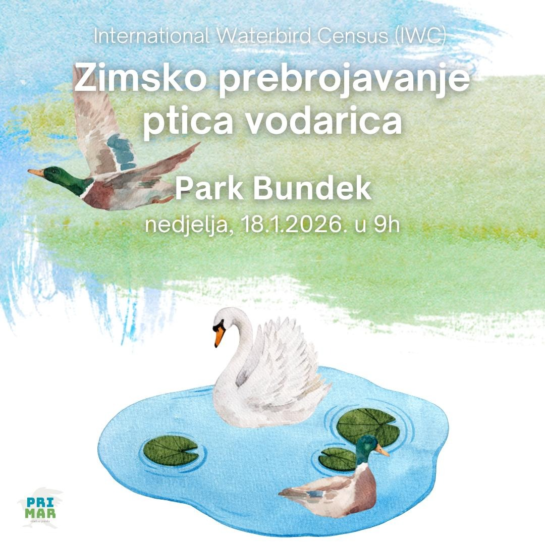 Zimsko prebrojavanje ptica vodarica na Bundeku, 18.1.